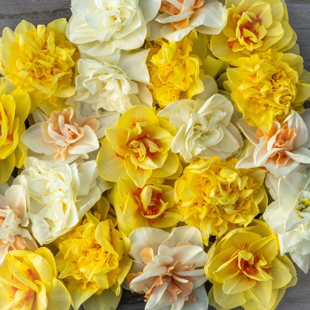 Narcissusblanding 'Double Mix'